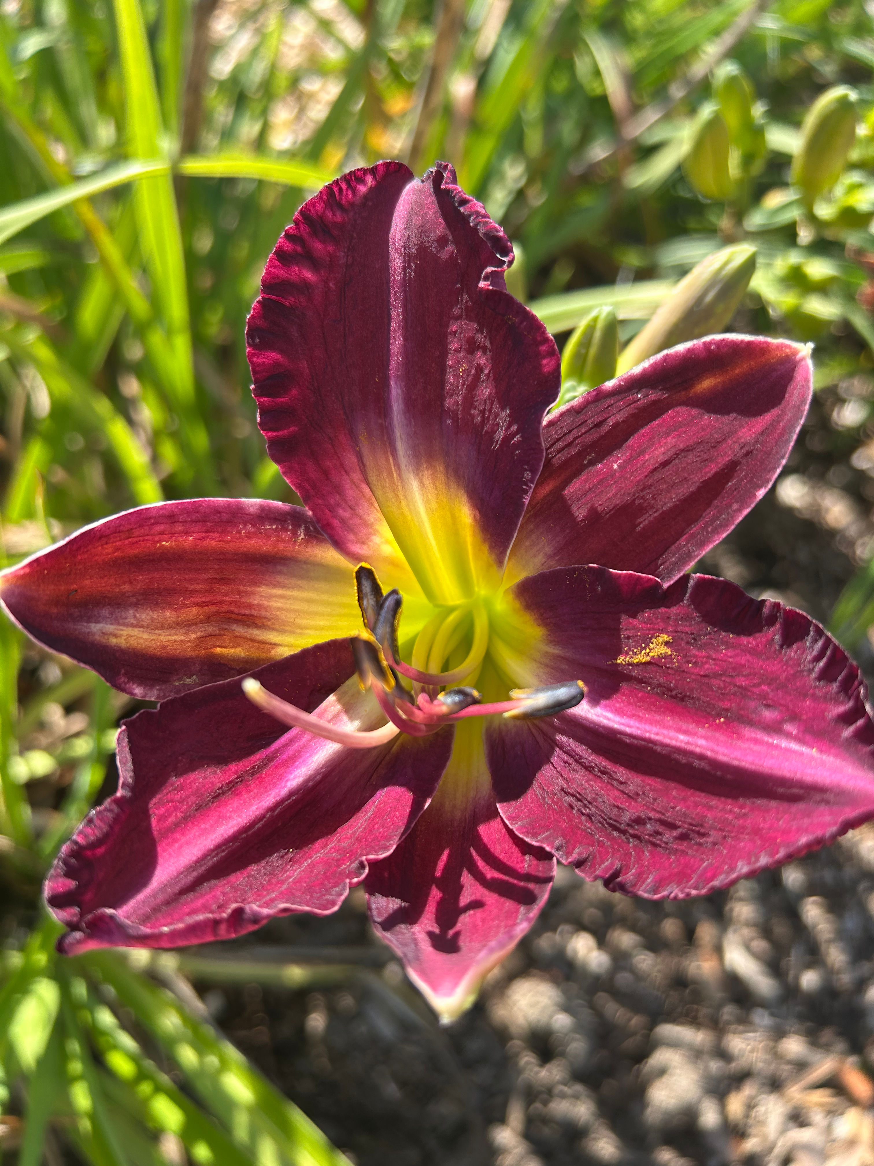 Apollodorus Daylily (Hemerocallis)