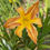 Thumbnail: Outrageous Ramona Daylily (Hemerocallis)