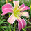 Thumbnail: Nuvoletta Daylily (Hemerocallis)