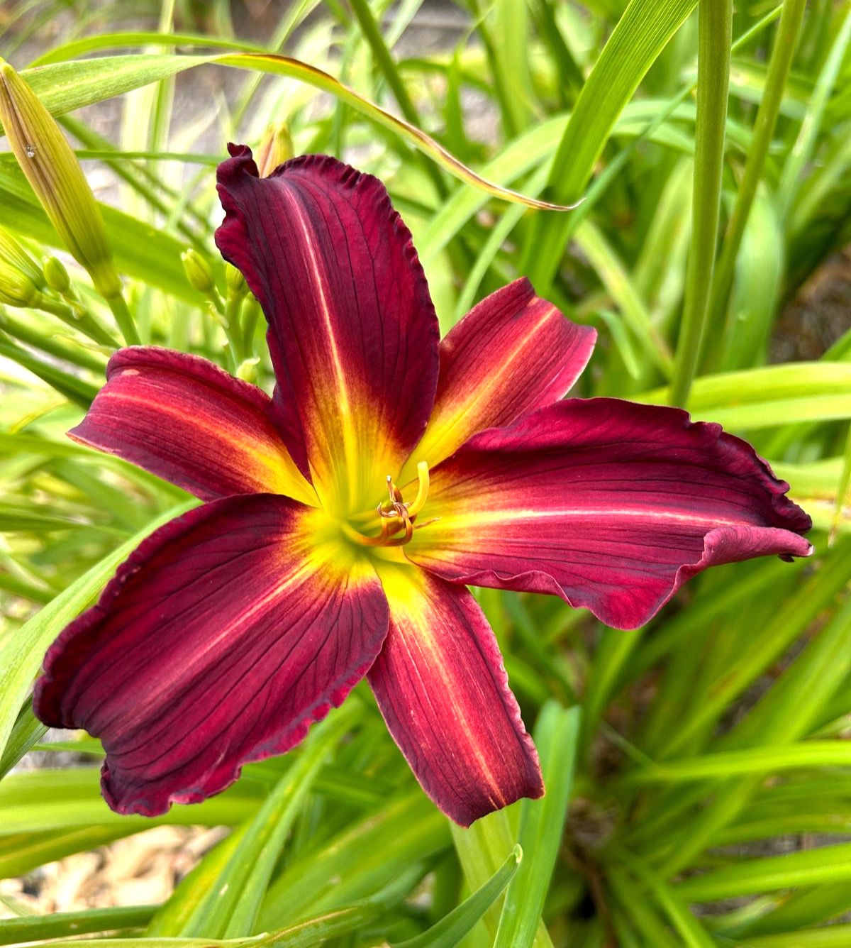 Breathless Beauty Daylily (Hemerocallis)