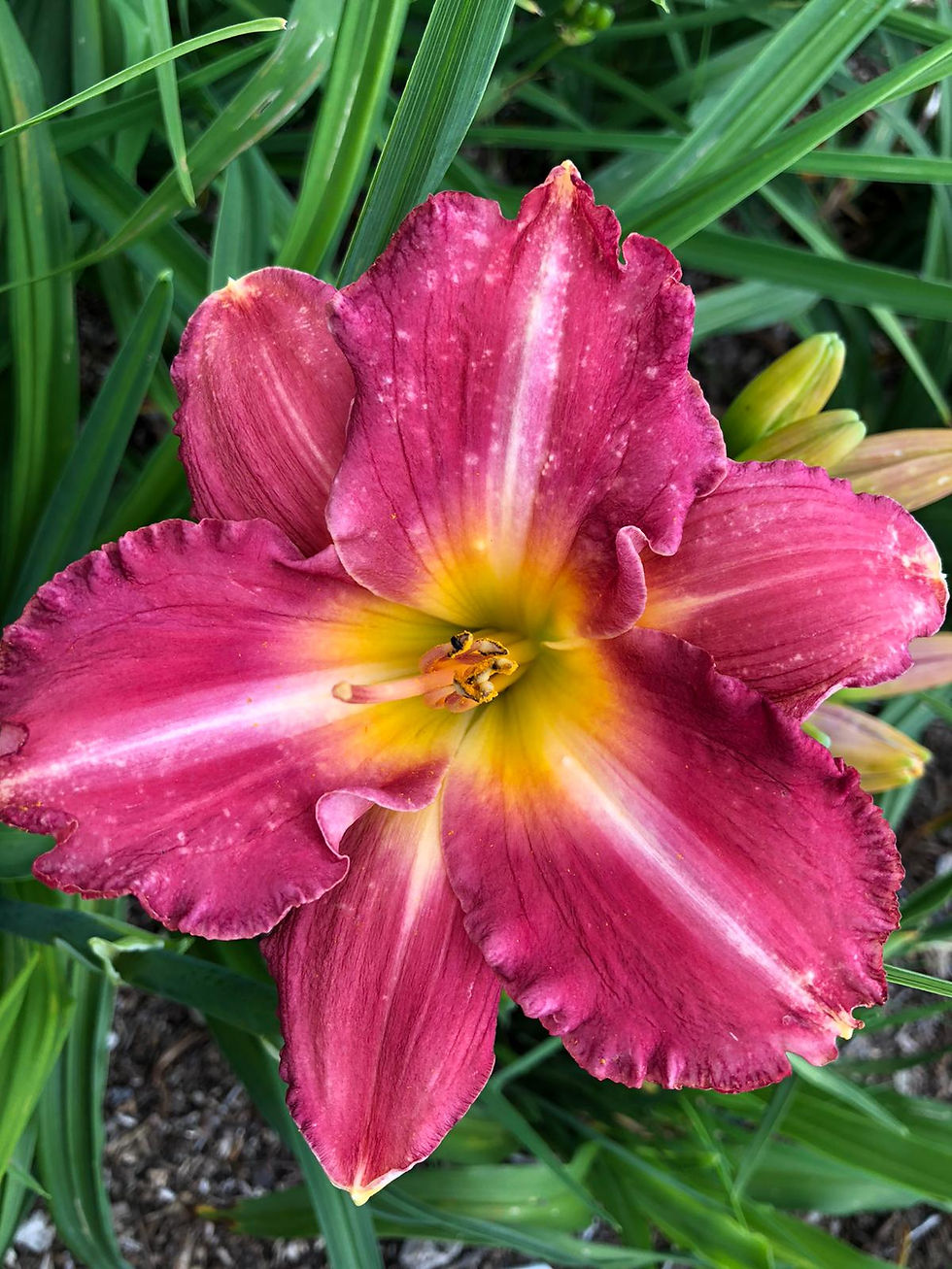 Thumbnail: Avon Crystal Rose Daylily (Hemerocallis)