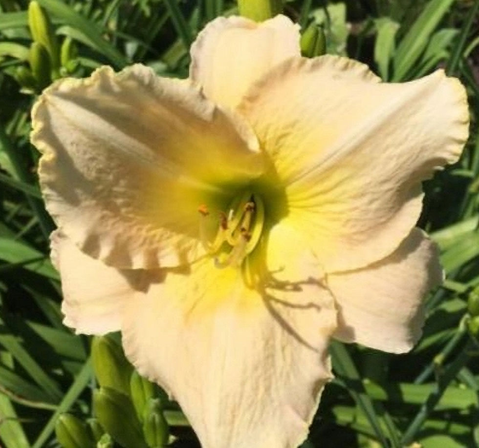 Palace Pagoda Daylily (Hemerocallis)
