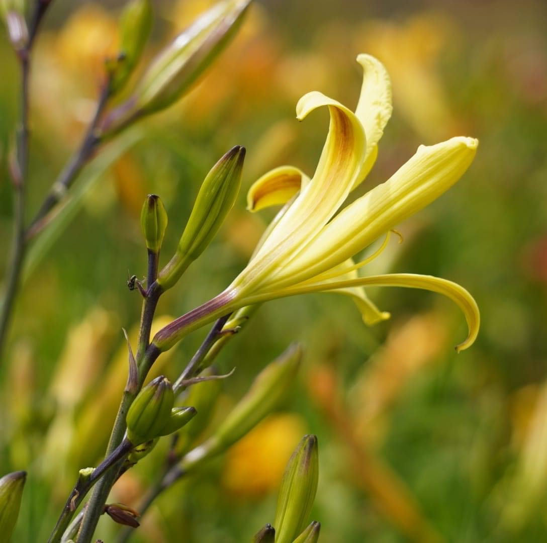 Colonel Joe Daylily (Hemerocallis)