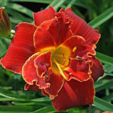Highland Lord Daylily (Hemerocallis) | New Hope Daylilies