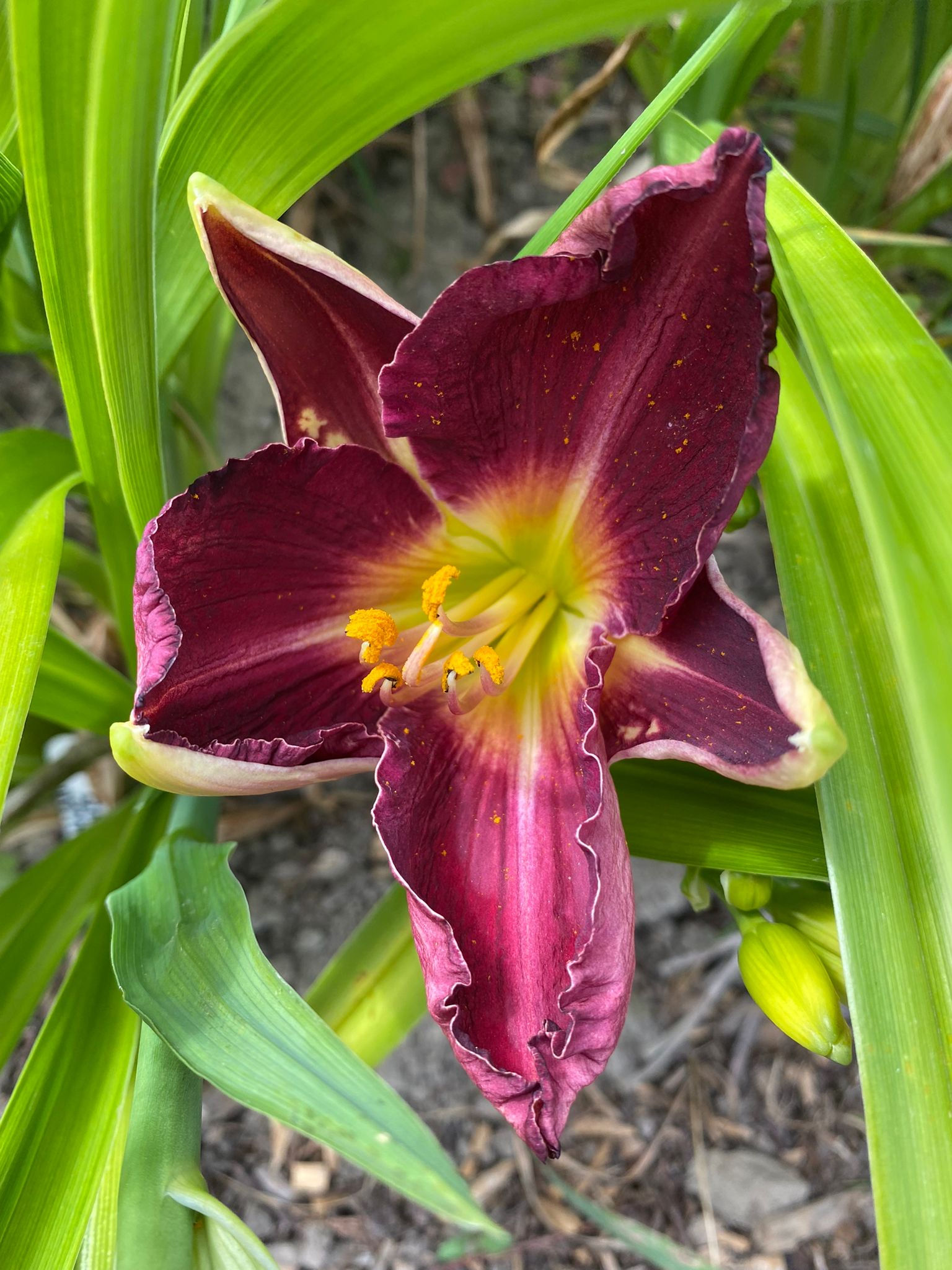Hawaiian Nights Daylily (Hemerocallis)