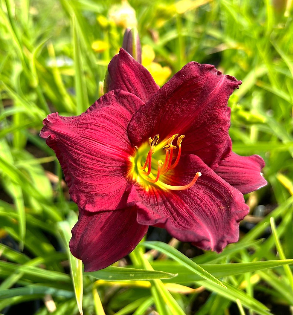 Siloam Helpmate Daylily (Hemerocallis)