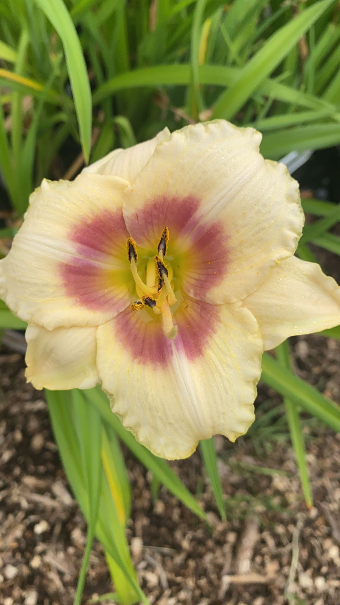 Blueberry Candy Daylily (Hemerocallis)