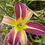 Thumbnail: House of Blue Lights Daylily (Hemerocallis)