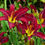 Thumbnail: Forsooth Daylily (Hemerocallis)