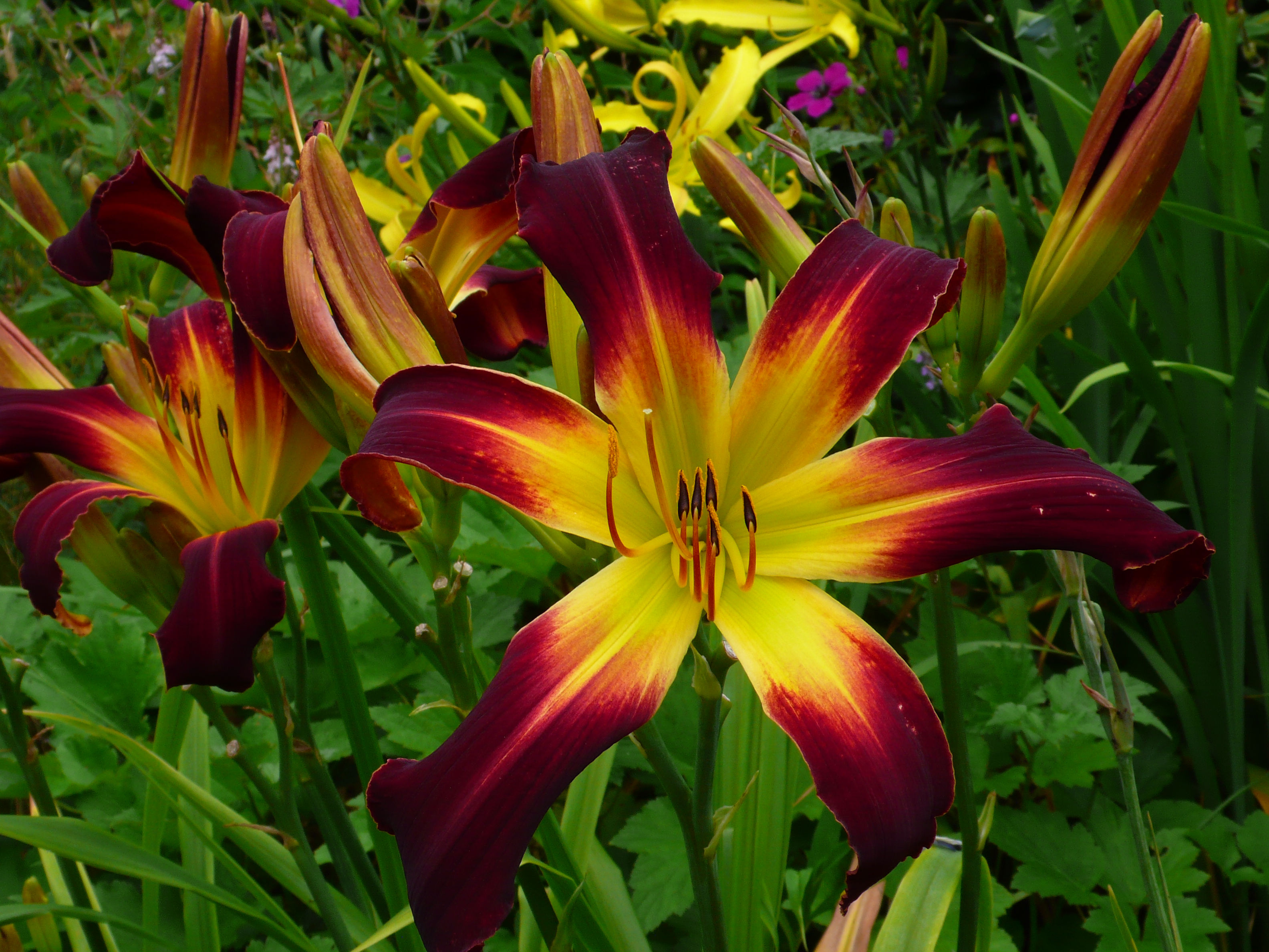 Zephrine Daylily (Hemerocallis)