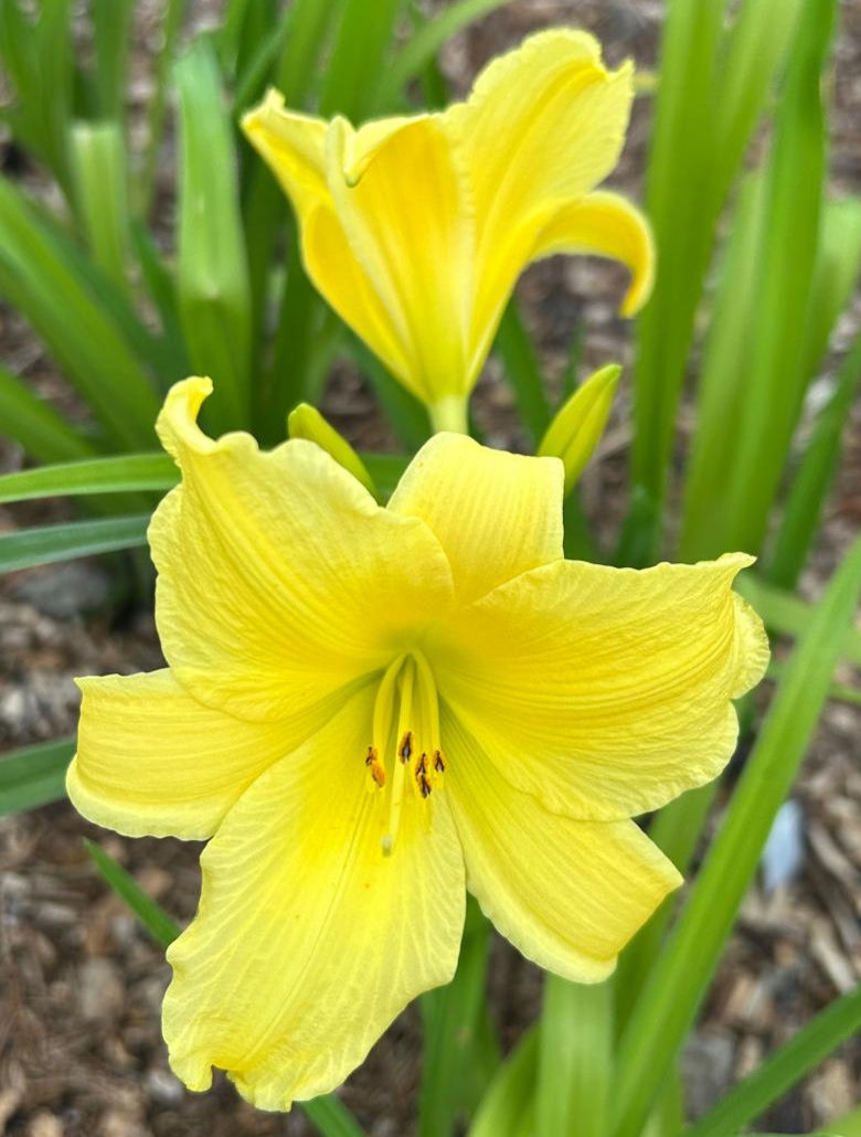 Thumbnail: Suzie Wong Daylily (Hemerocallis)