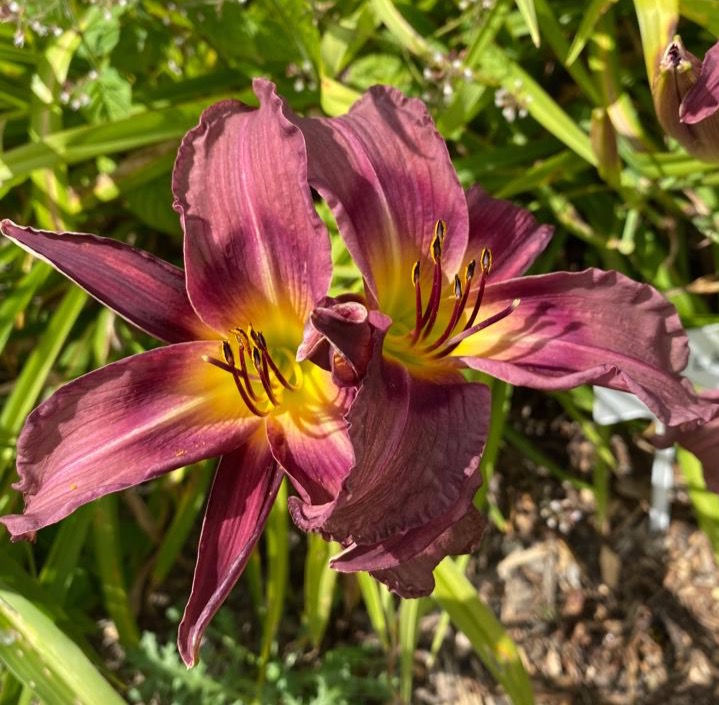 Thumbnail: Trahlyta Daylily (Hemerocallis)