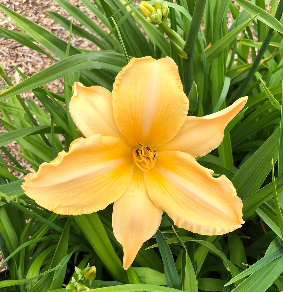 Tone Poem Daylily (Hemerocallis)