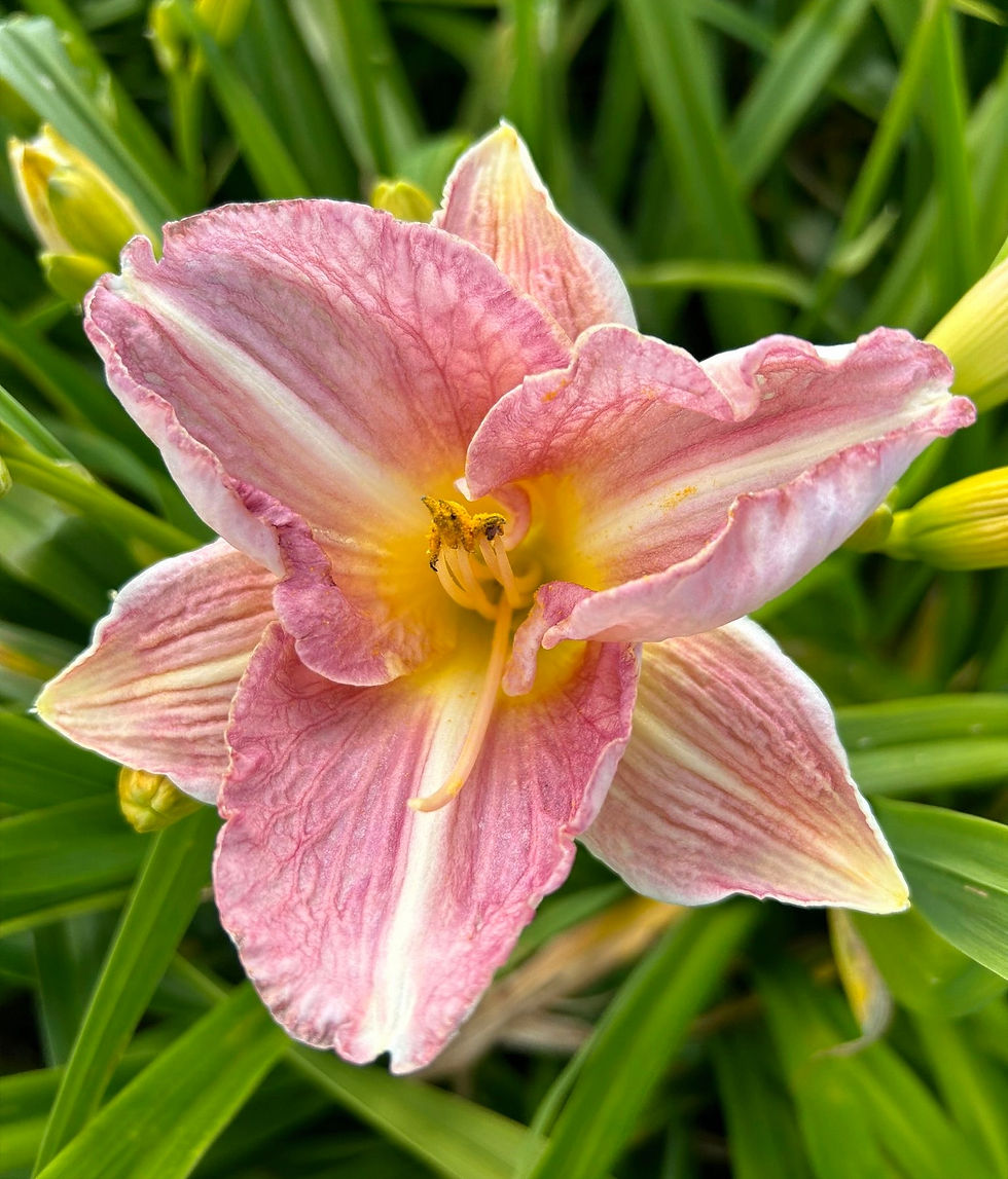 Thumbnail: Mariska Daylily (Hemerocallis)