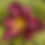 Thumbnail: Grape Arbor Daylily (Hemerocallis)