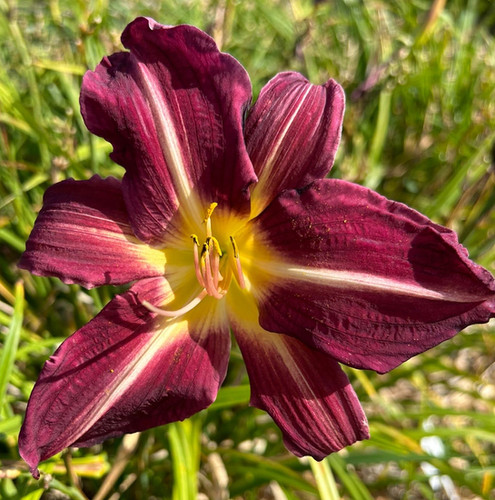Grape Arbor Daylily (Hemerocallis) | New Hope Daylilies