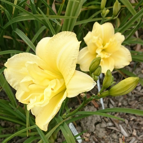 Double Gardenia Daylily (Hemerocallis) New Hope Daylilies