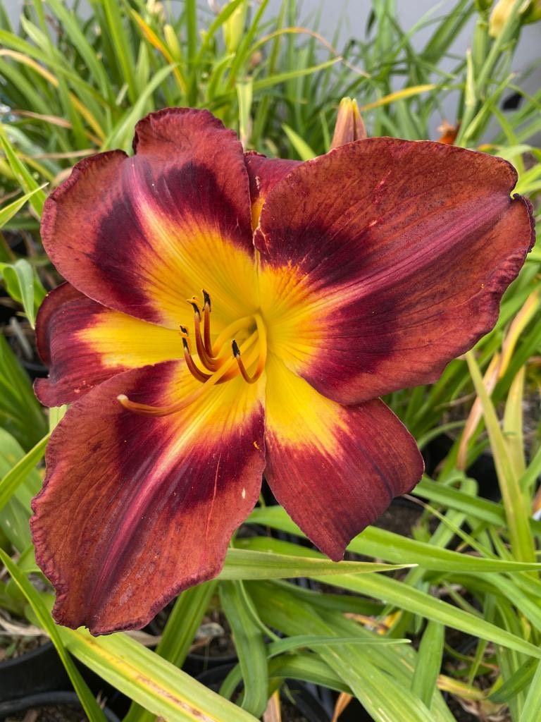Persian Ruby Daylily (Hemerocallis)