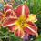 Thumbnail: Chili Spice Daylily (Hemerocallis)