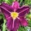 Thumbnail: Hamlet Daylily (Hemerocallis)
