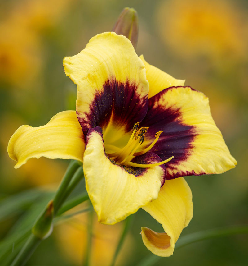Patseyes Daylily (Hemerocallis)