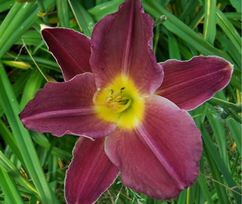 Grape Velvet Daylily (Hemerocallis) | New Hope Daylilies