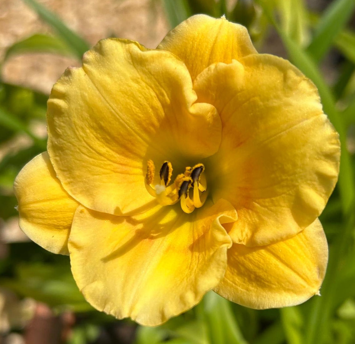 Coyote Moon Daylily (Hemerocallis)