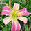 Thumbnail: Nuvoletta Daylily (Hemerocallis)