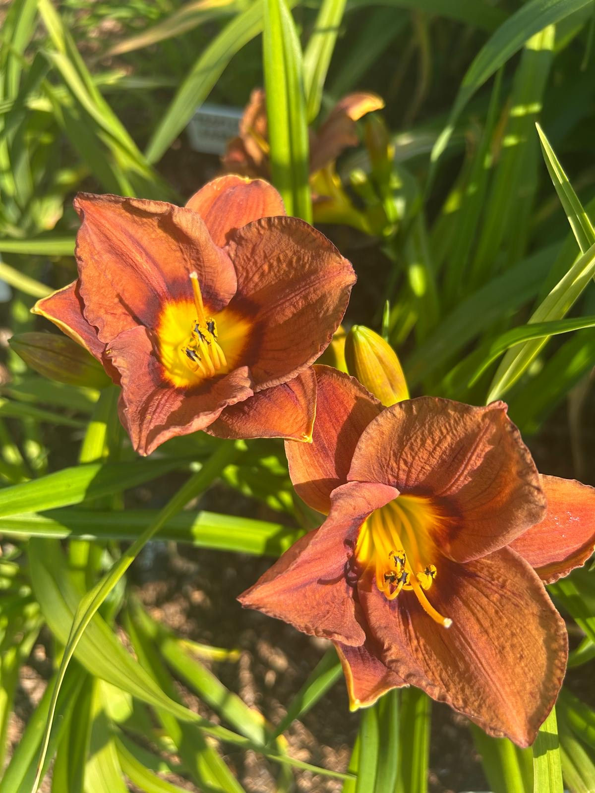 Chocolate Dude Daylily (Hemerocallis)