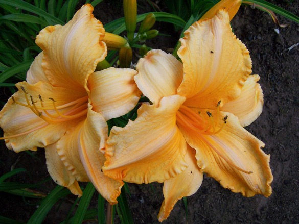 Thumbnail: Ruffled Apricot Daylily (Hemerocallis)