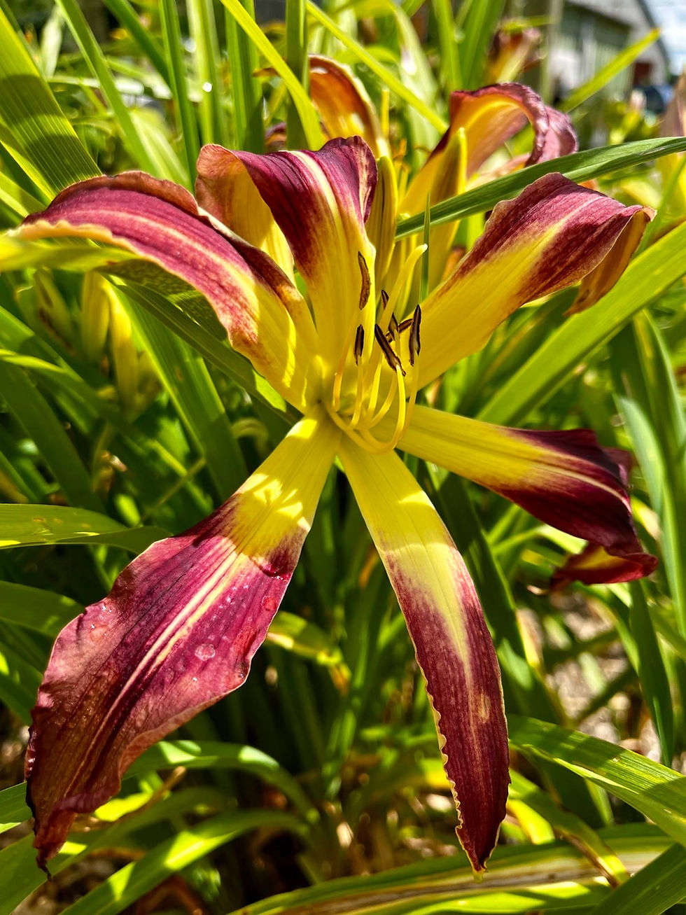 Phyllis Cantini Daylily (Hemerocallis)
