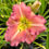 Thumbnail: Pink Monday Daylily (Hemerocallis)