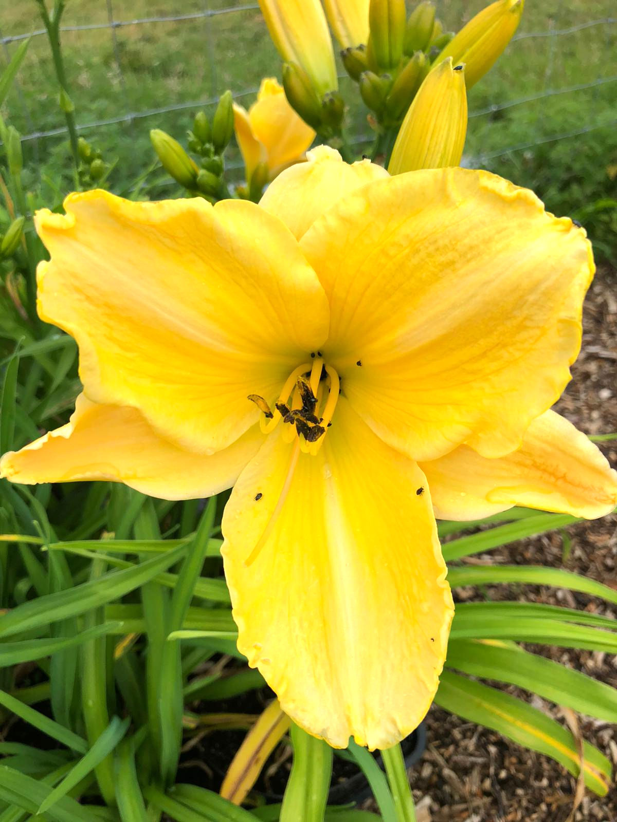 Luscious Honeydew Daylily (Hemerocallis)