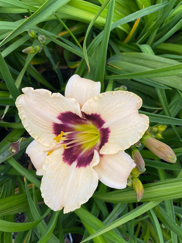 Moonlit Masquerade Daylily (Hemerocallis) | New Hope Daylilies