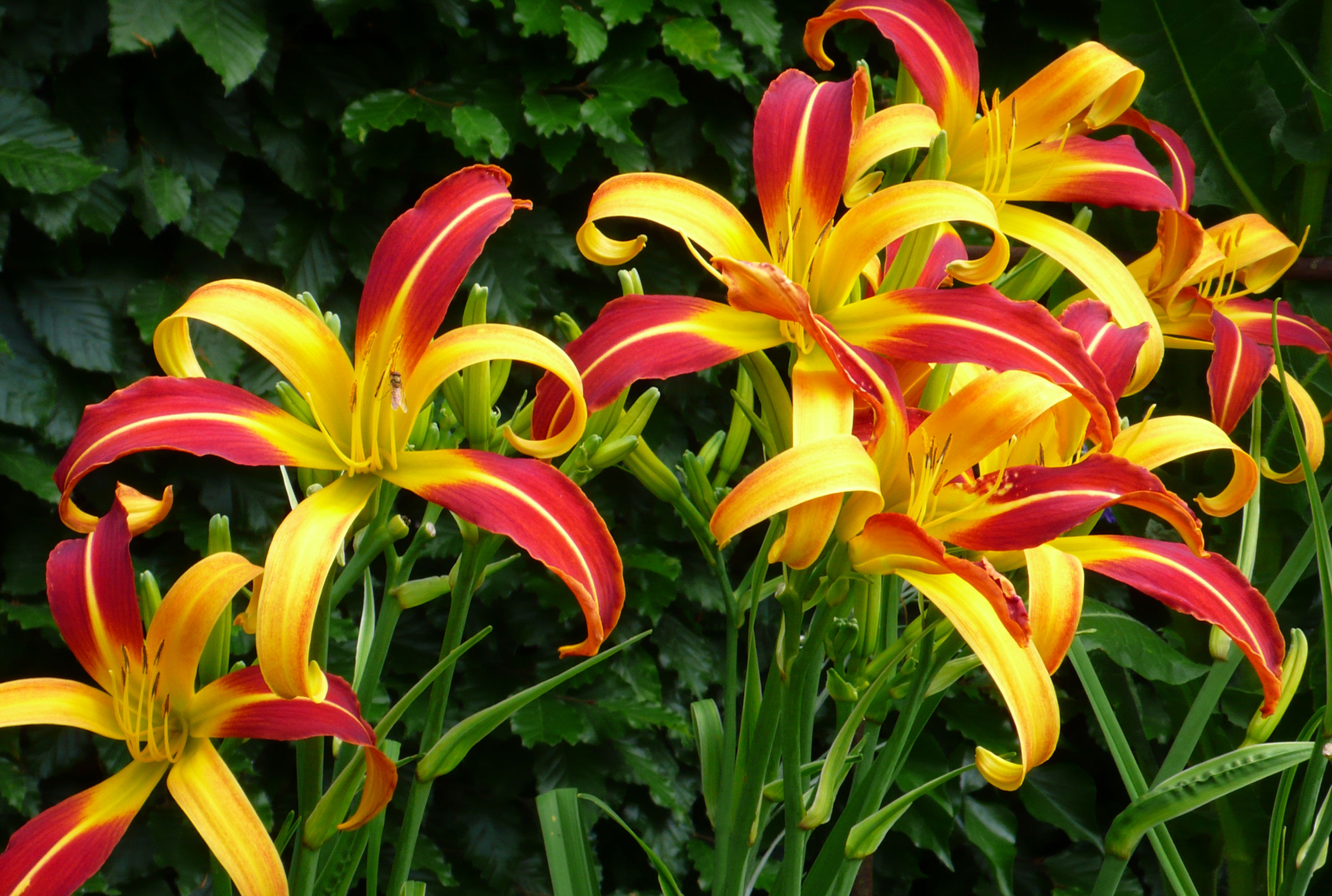 Elgar's Bicycle Daylily (Hemerocallis)
