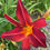 Thumbnail: Olallie Red Daylily (Hemerocallis)
