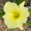 Thumbnail: Snow Elf Daylily (Hemerocallis)