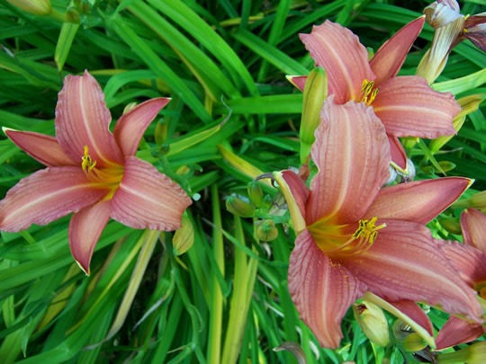 Thumbnail: Pink Damask Daylily (Hemerocallis)