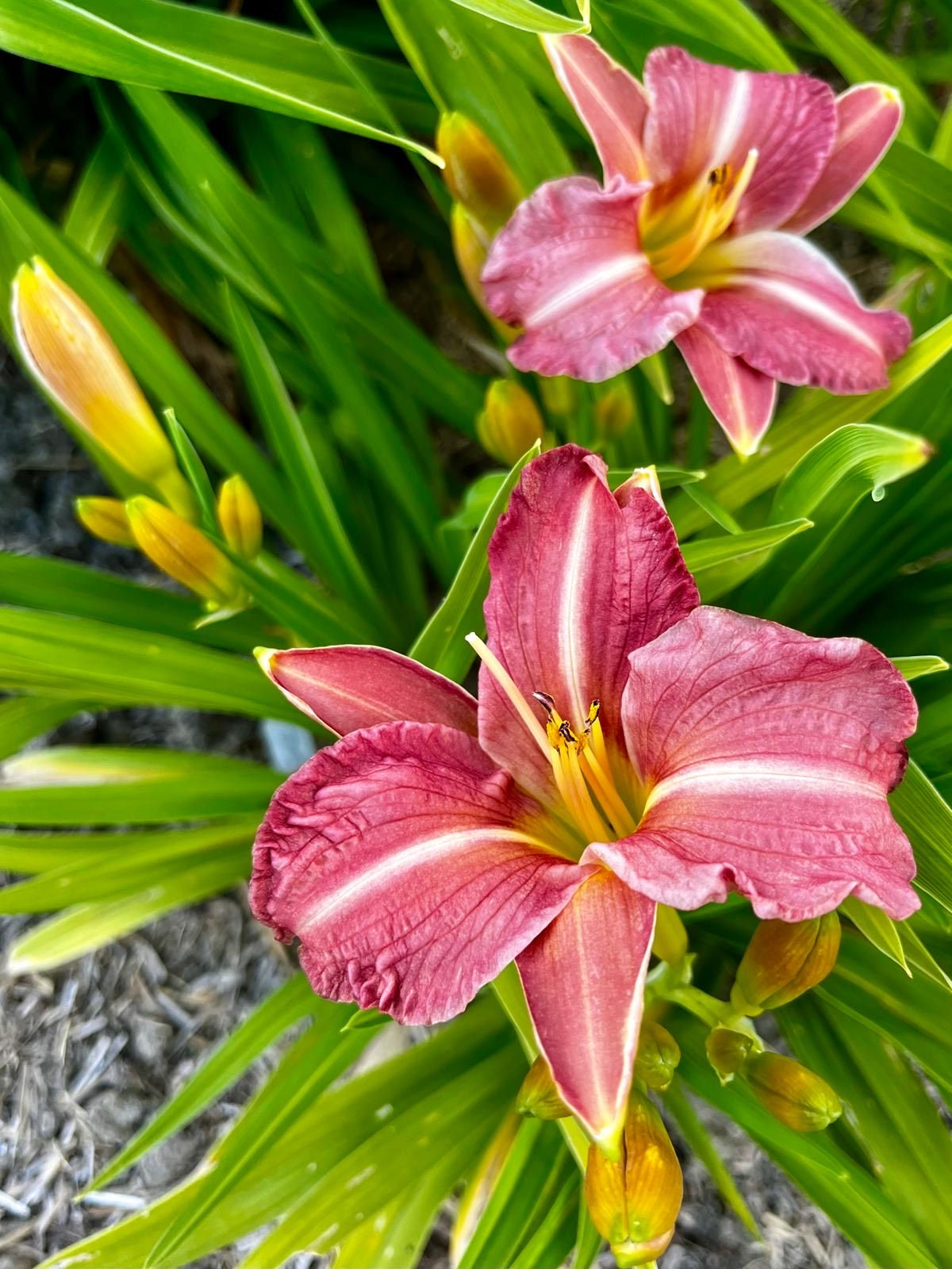 In Strawberry Time Daylily (Hemerocallis)
