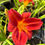 Thumbnail: Buzz Bomb Daylily (Hemerocallis)