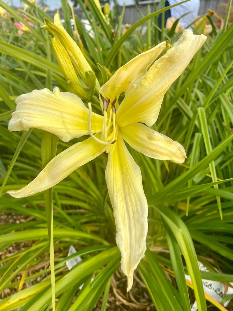 Thumbnail: Heavenly Curls Daylily (Hemerocallis)