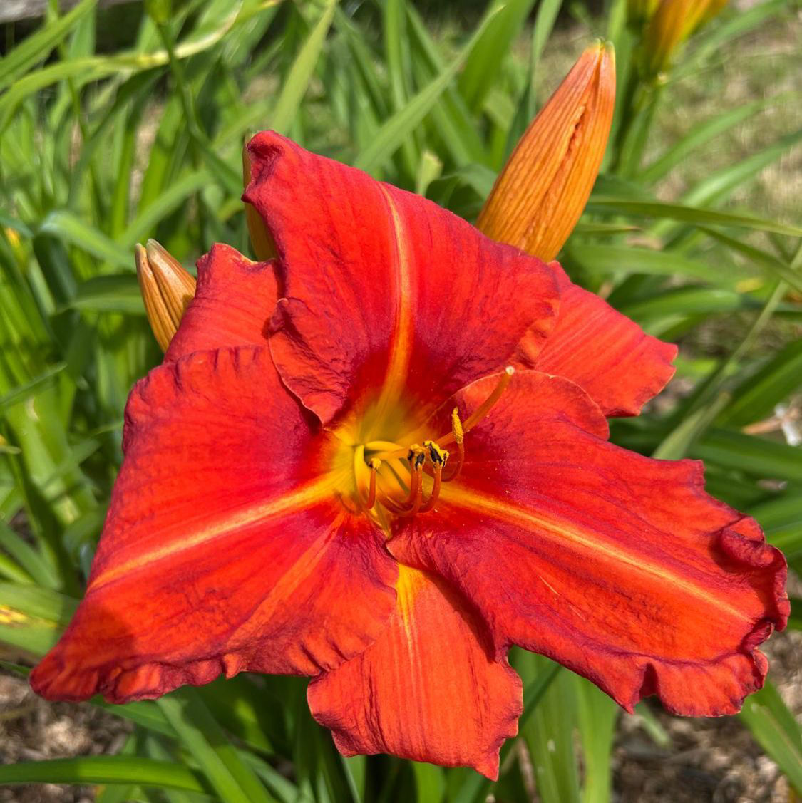 Alabama Jubilee Daylily (Hemerocallis)