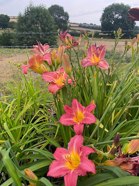 New Hope Daylilies | British Daylily Nursery | Located in the South Shropshire Hills