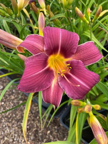 Grape Harvest Daylily (Hemerocallis) | New Hope Daylilies