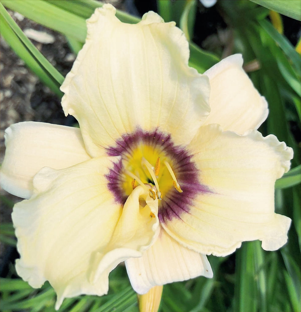 Pandora's Box Daylily (Hemerocallis)