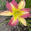 Thumbnail: Mike Reed Daylily (Hemerocallis)