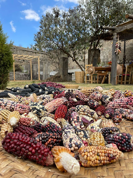 Mazorcas de colores.jpeg