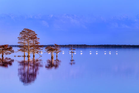 Migration on Mattamuskeet.jpg