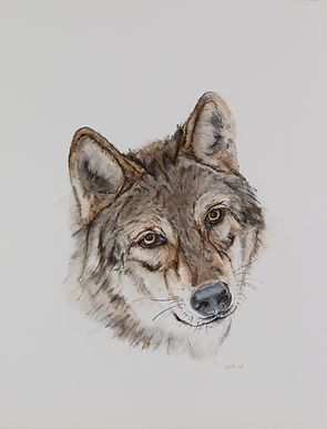 Wolf.jpg