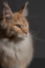 NW´24 IC IT Clabacoon´s King of Hearts.jpeg